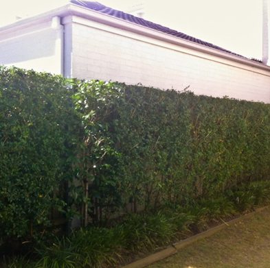 gallery-cabarita-after05