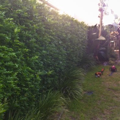 gallery-cabarita-before01