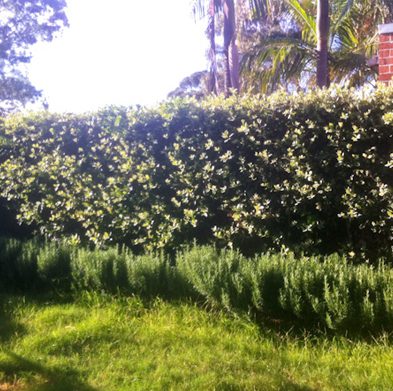 gallery-cabarita-before02
