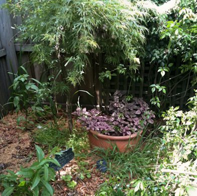 petersham-before04